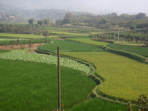 Terraced Paddies.